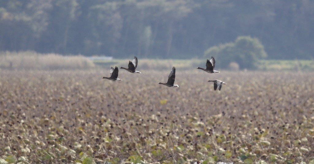 伊豆沼　マガン