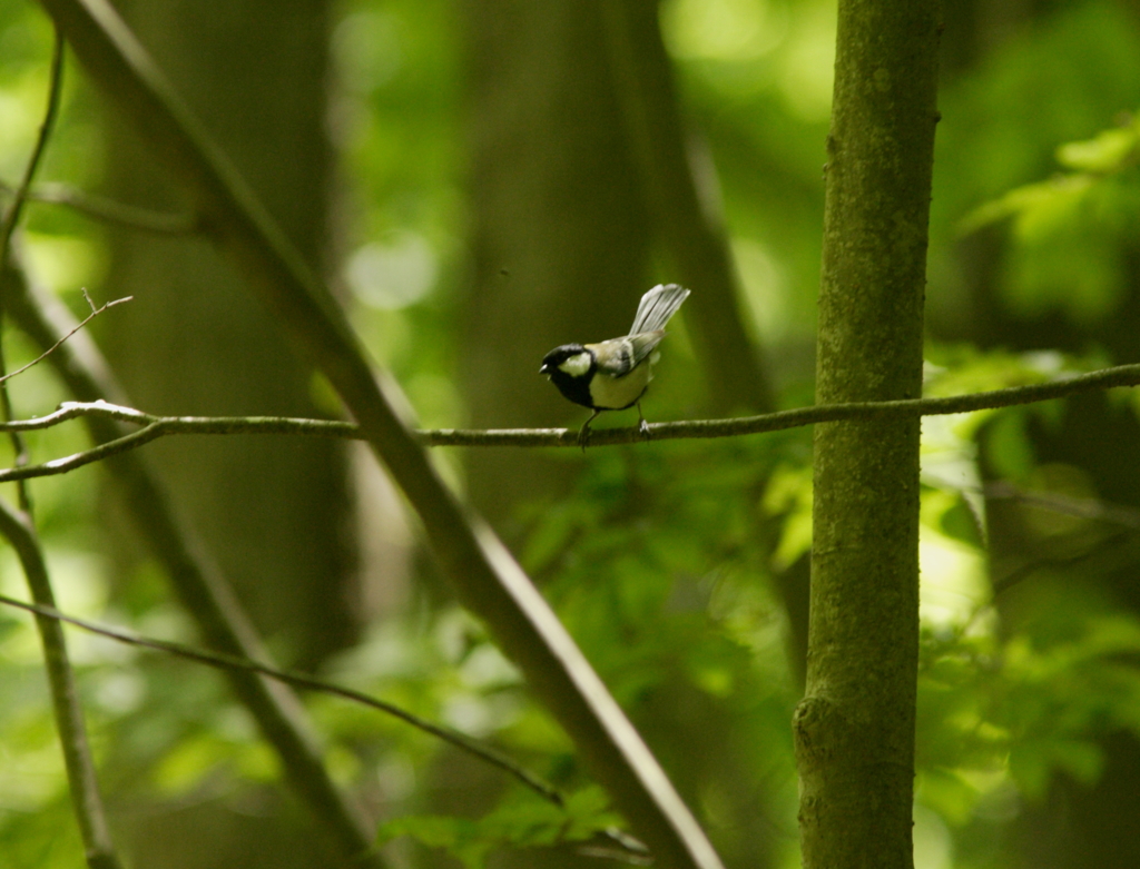 今日は私がモデルよ。