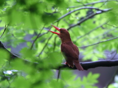 アカショウビン