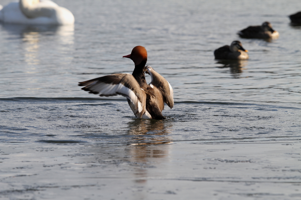 アカハシハジロ