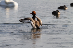 アカハシハジロ