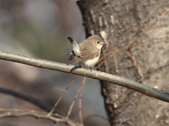 ニシオジロビタキ