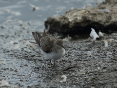 大沼の野鳥