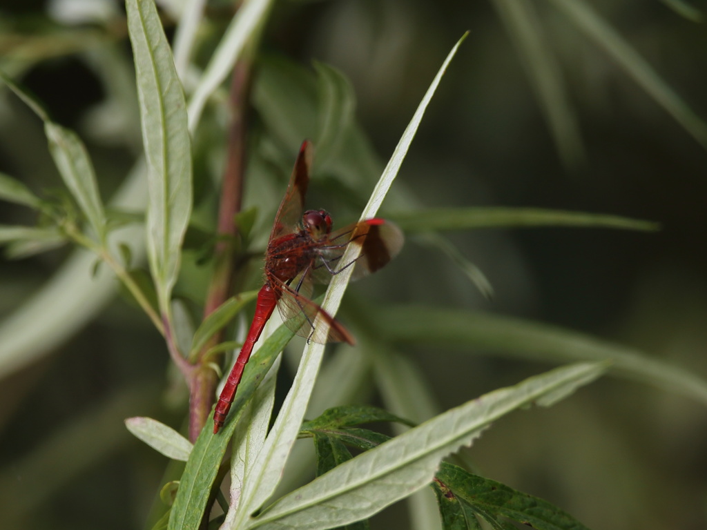深山茜蜻蛉　Miyama-akane