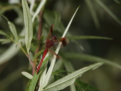 深山茜蜻蛉　Miyama-akane