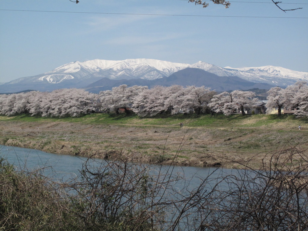 桜