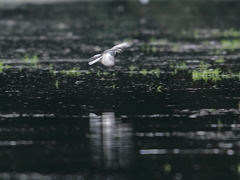 ハクセキレイ ハクセキレイ