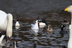 三脚を縮めると・・・。