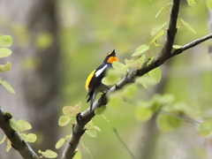 キビタキ キビタキ