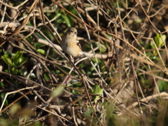 ベニマシコ♀ ベニマシコ♀