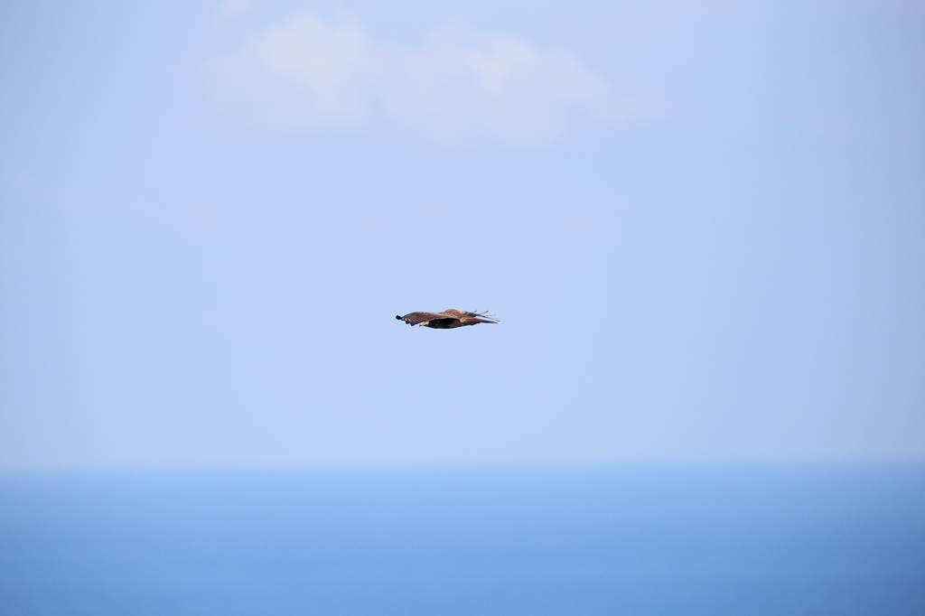 津軽海峡トンビ