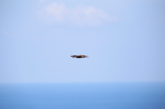 津軽海峡トンビ