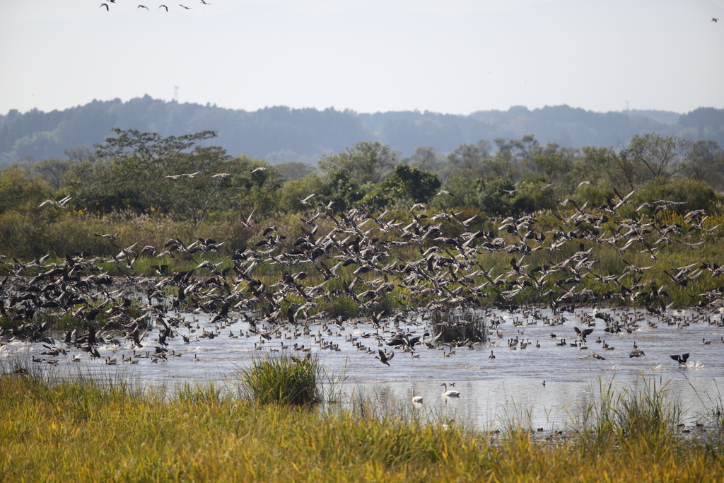 蕪栗沼マガン③