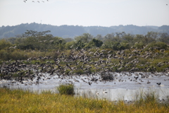 蕪栗沼マガン③