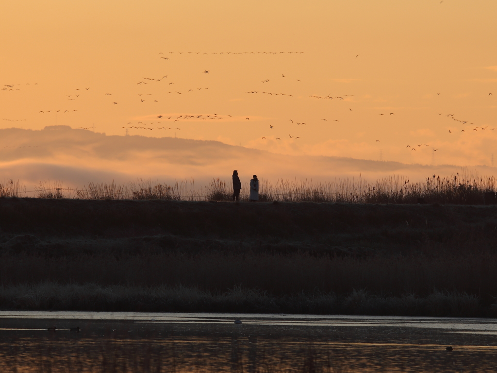 雁を見る人