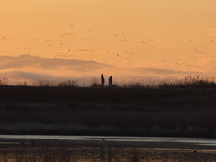 雁を見る人