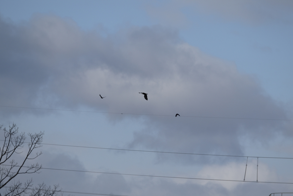 おや？大きな鳥が・・・