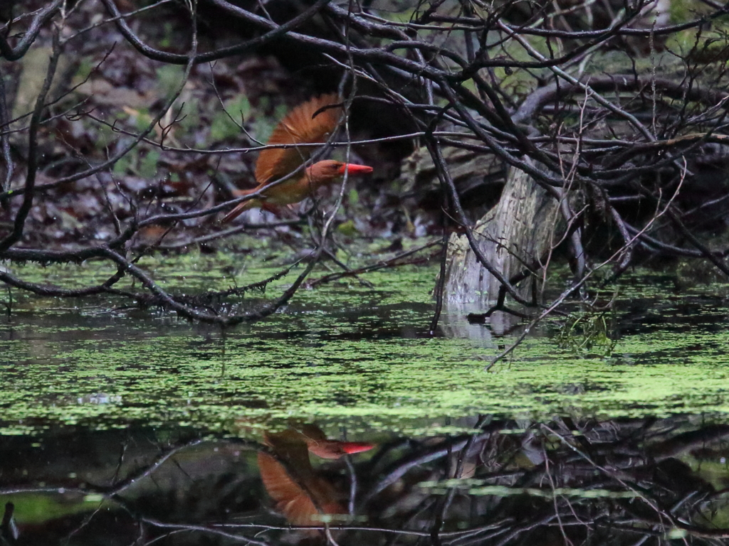 アカショウビン