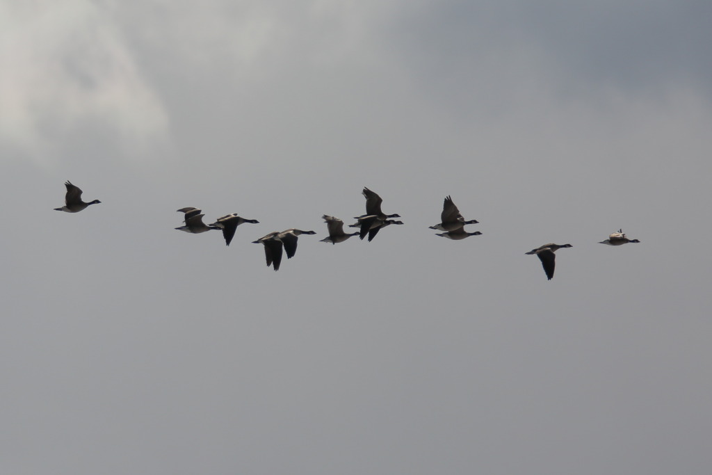 シジュウカラガン