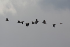 シジュウカラガン