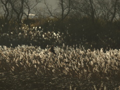蕪栗沼