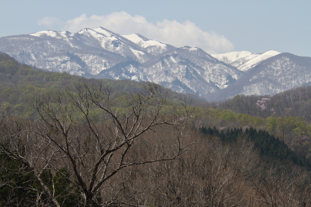 早春の山