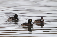 キンクロハジロ