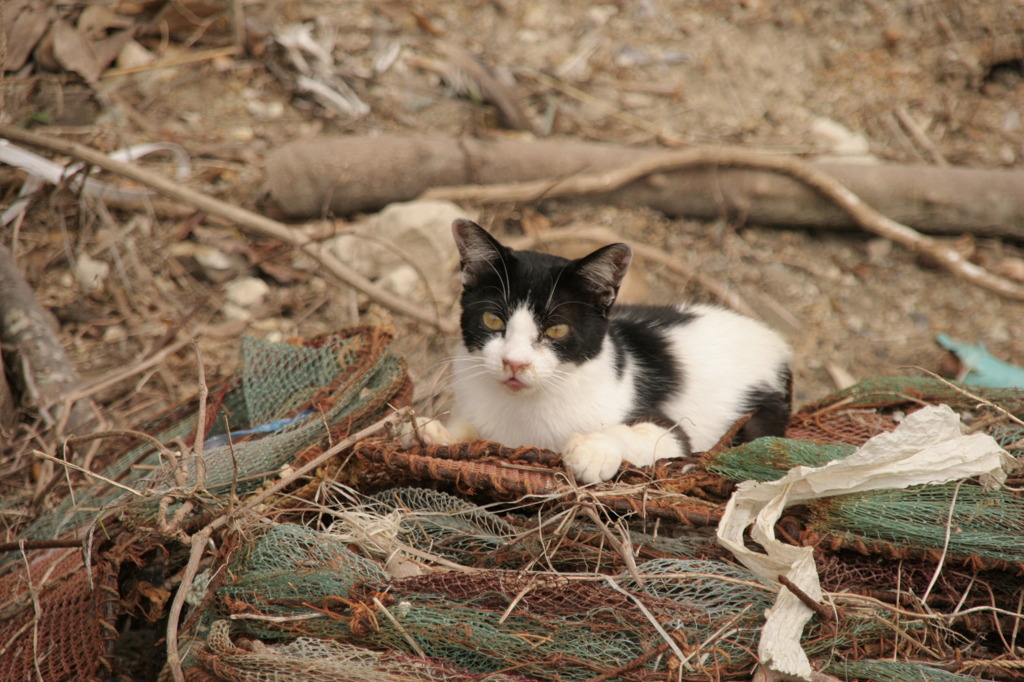 生きていた猫たち