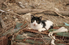 生きていた猫たち