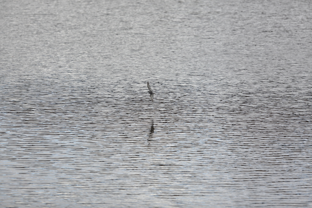 クロハラアジサシ