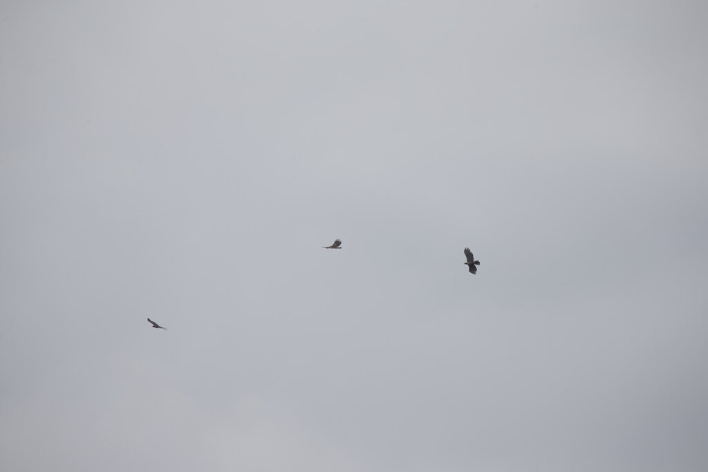 クマタカの空②