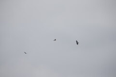 クマタカの空②