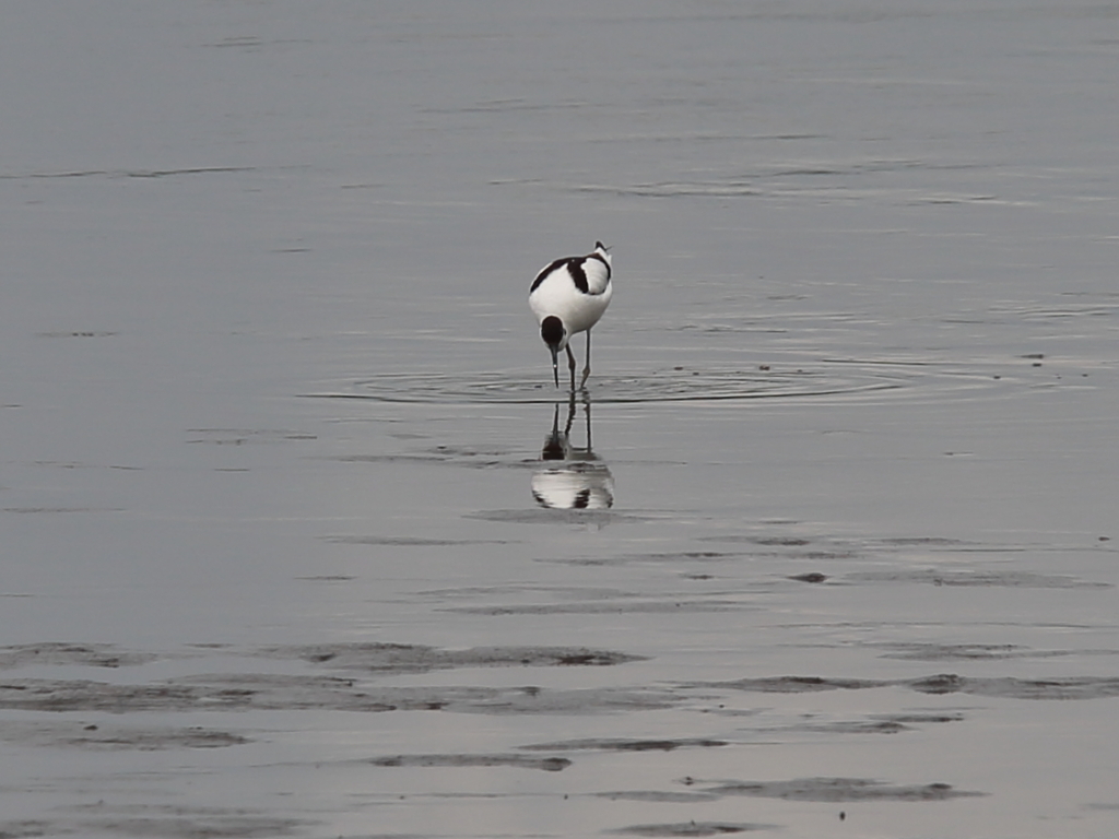 ソリハシセイタカシギ