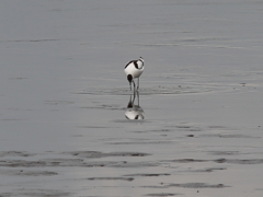 ソリハシセイタカシギ ソリハシセイタカシギ