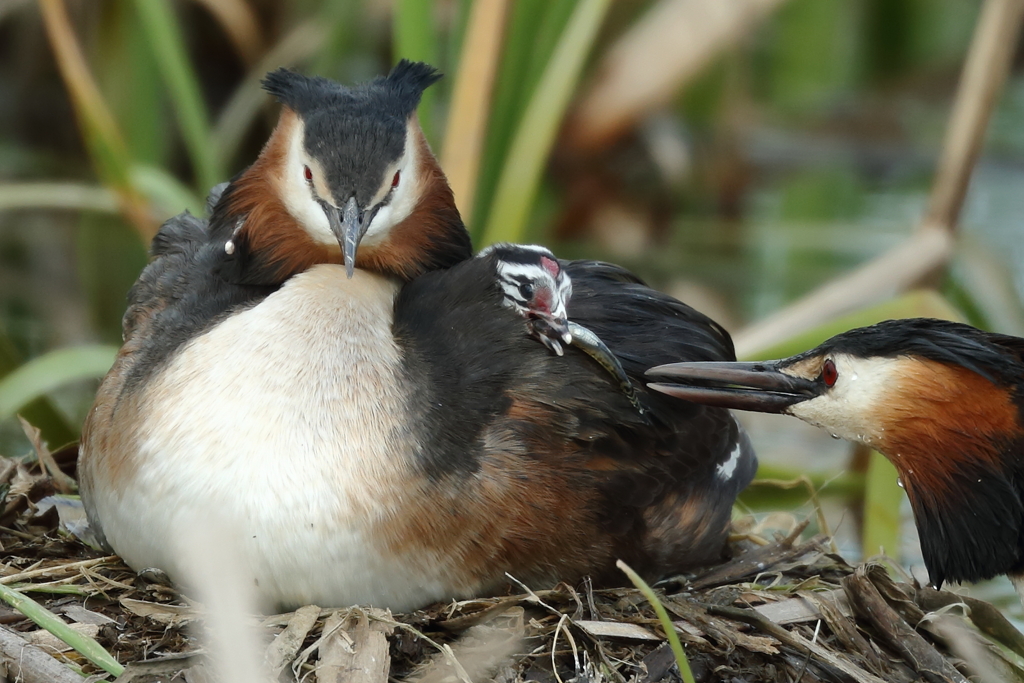 大沼の野鳥