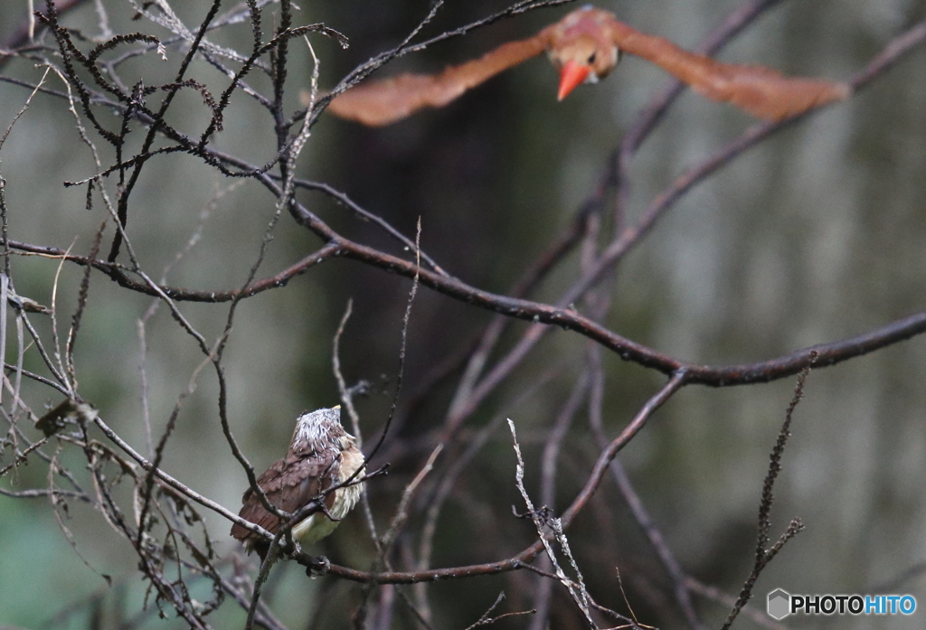 勇気をだしなさい！①