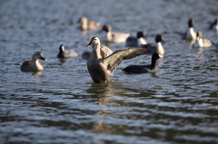 カルガモ♂