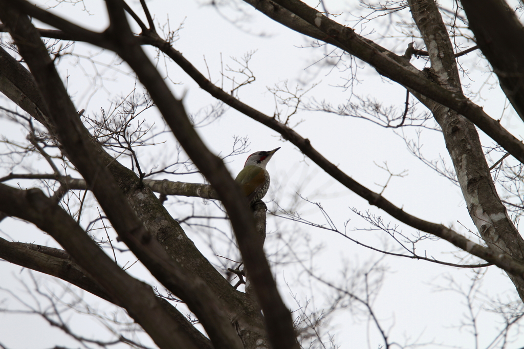 仰げばアオゲラ
