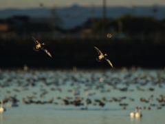 大沼の野鳥
