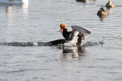 アカハシハジロ