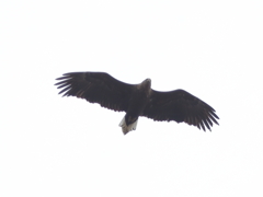オオワシ幼鳥