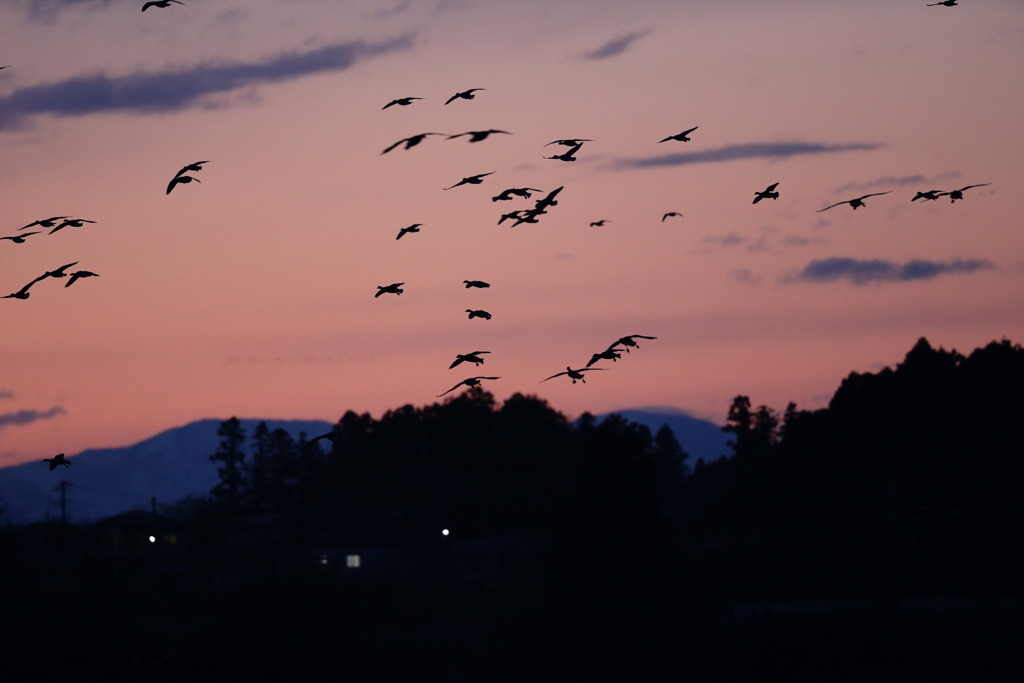 塒（ねぐら）に戻る②