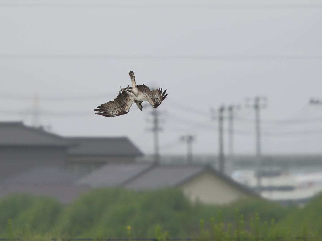 ミサゴ②