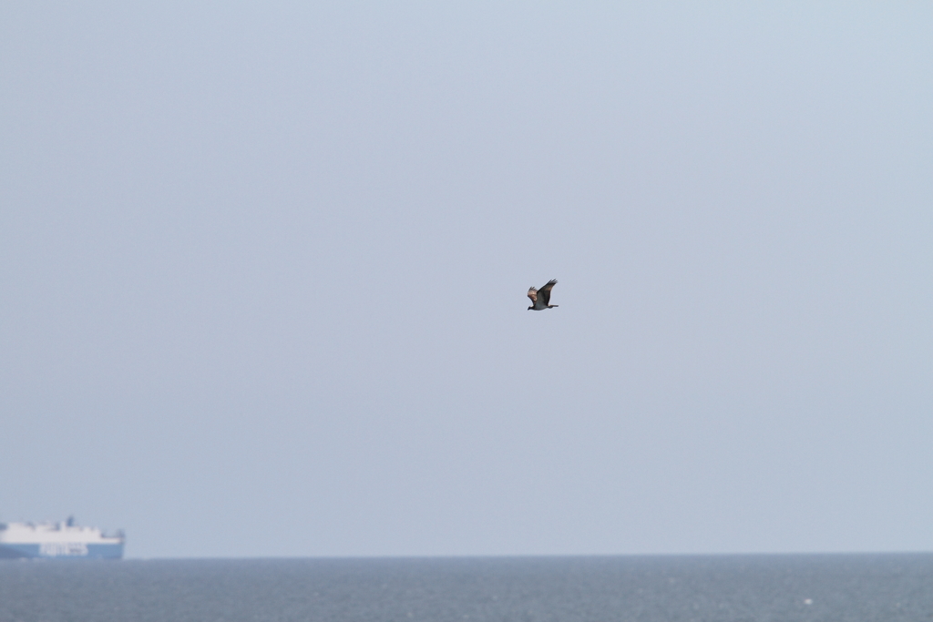 沖ゆく船とミサゴ