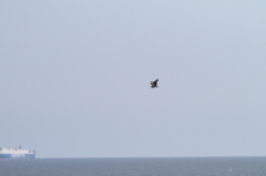 沖ゆく船とミサゴ