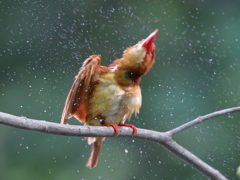 アカショウビン