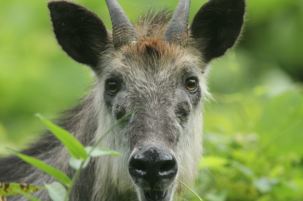 ウワッ！居た。