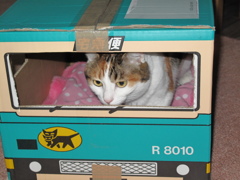 三毛猫　宅急便