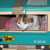 三毛猫　宅急便