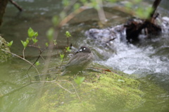 シノリガモ　♀